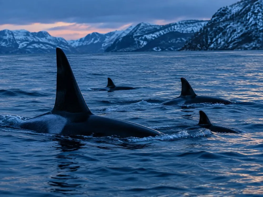 Le salon chauffé d’un grand catamaran d’observation des baleines, les vitres panoramiques embuées sur les bords.